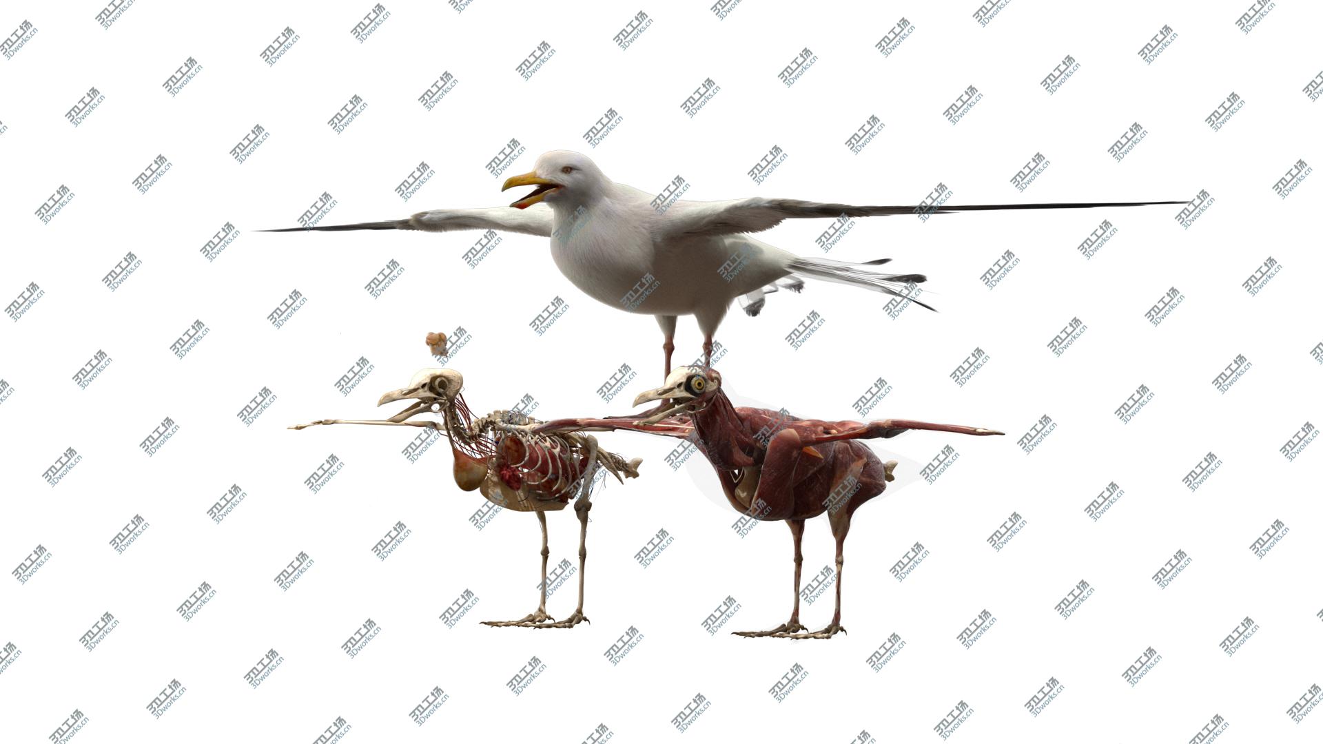 images/goods_img/20210313/Seagull Fur Anatomy 3D model/2.jpg